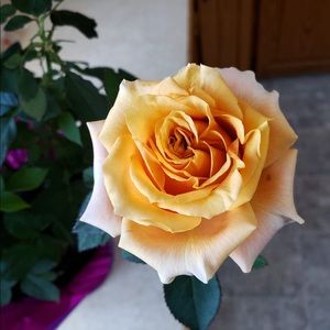 Meet your Posher, Efleda